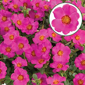 Afbeelding van Portulaca P12 Purple
